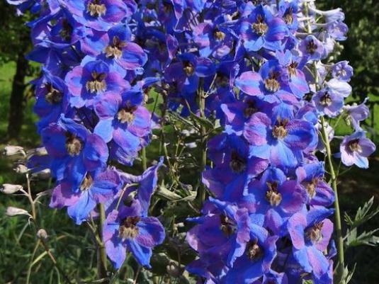 Hoe heten de blauwe bloemen?