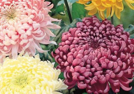 Hoe houd je chrysanten in de winter?