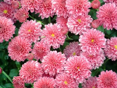 Hoe chrysant te houden?