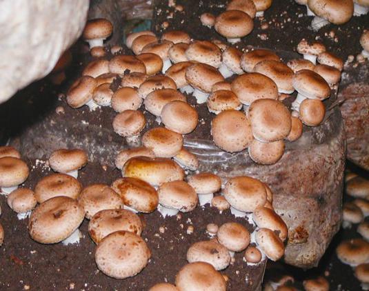 Hoe champignons te kweken?