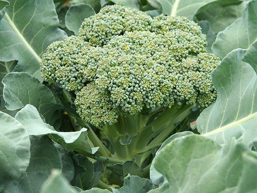 Hoe broccoli te kweken?