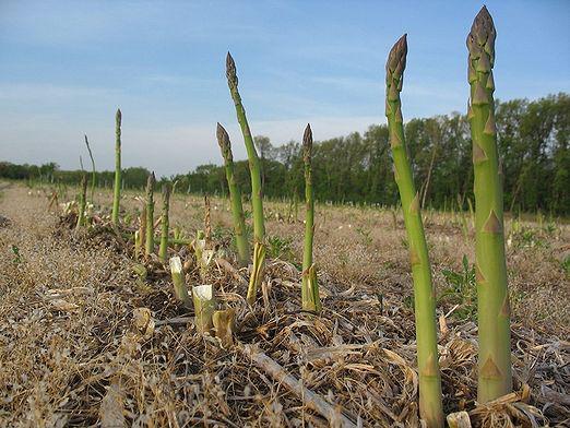 Hoe asperges te kweken?