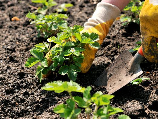 Wanneer aardbeien verpotten?