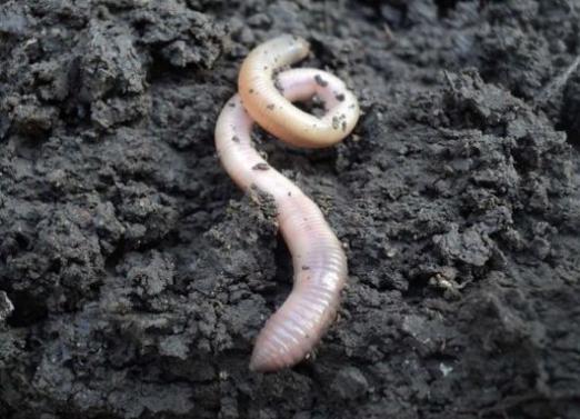 Waarom droomt een witte worm?