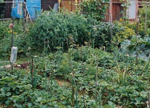 Waarom dromen van een tuin?