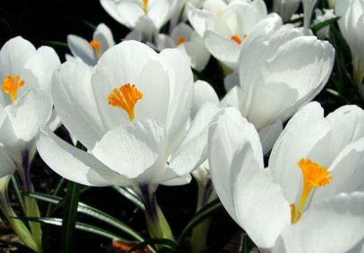 Waarom dromen van witte bloemen?