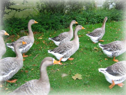 Waar dromen een gans over?