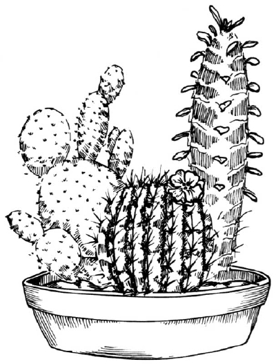 Hoe teken je een cactus?