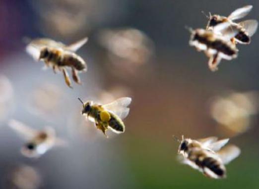 Hoe vinden de bijen hun weg naar huis?
