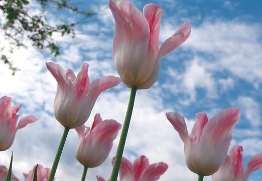 Hoe om bloemen te schieten?