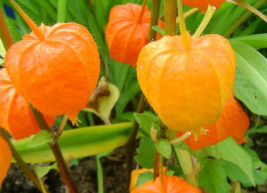 Wat is Physalis?