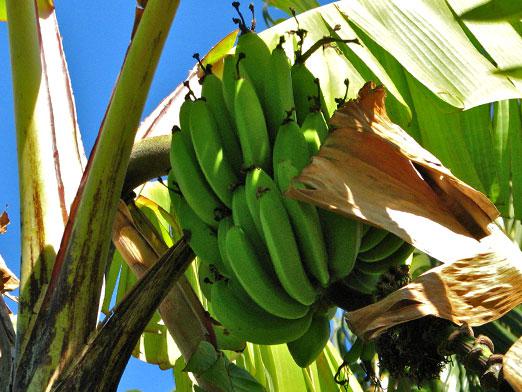 Waar groeien bananen?