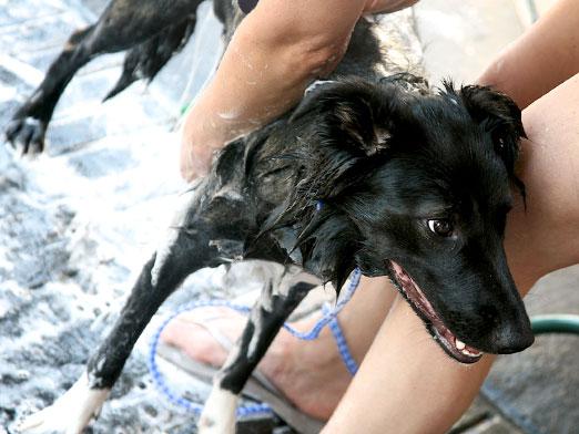 Hoe een hond te wassen?