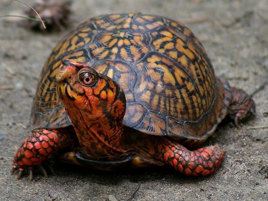 Hoe de schildpad een naam te geven?