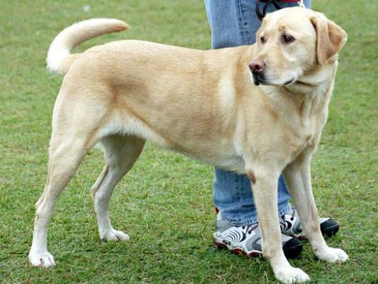 Hoe een Labrador een naam te geven?