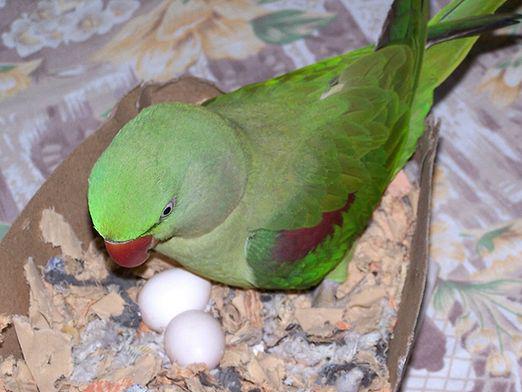 Hoe broeden papegaaien eieren uit?