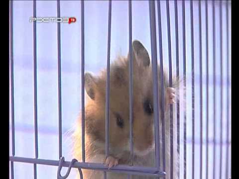 Hoe zorg je voor een hamster?