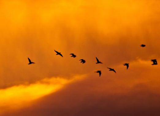 Wanneer vliegen vogels weg?