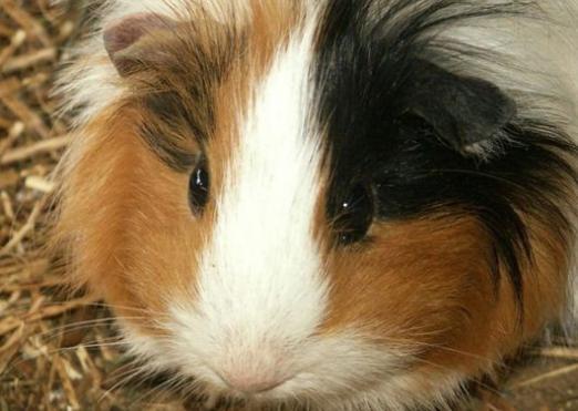 Waarom zijn cavia's marine?